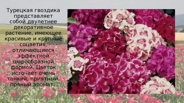 Турецкая гвоздика представляет собой двулетнее декоративное растение, имеющее красивые и крупные соцветия, отличающиеся эффектной шарообразной формой. Цветок источает очень тонкий, приятный, пряный аромат.  