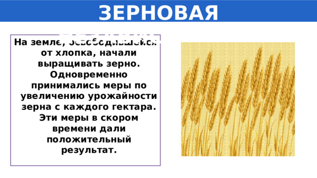 ЗЕРНОВАЯ НЕЗАВИСИМОСТЬ На земле, освободившейся от хлопка, начали выращивать зерно. Одновременно принимались меры по увеличению урожайности зерна с каждого гектара. Эти меры в скором времени дали положительный результат.  