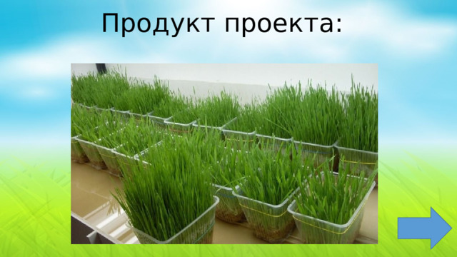 Продукт проекта: 