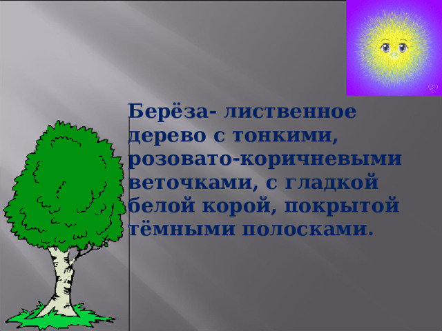 Берёза- лиственное дерево с тонкими, розовато-коричневыми веточками, с гладкой белой корой, покрытой тёмными полосками. 