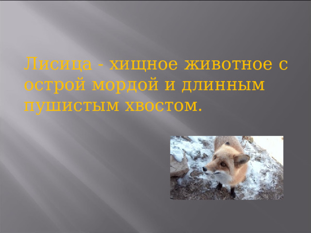 Лисица - хищное животное с острой мордой и длинным пушистым хвостом. 