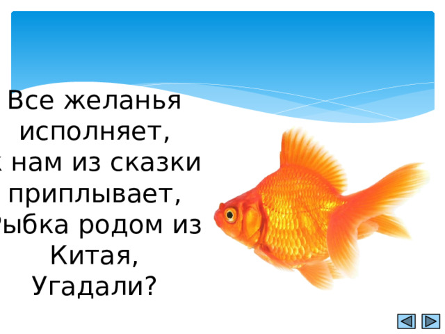 Все желанья исполняет,  к нам из сказки приплывает,  Рыбка родом из Китая,  Угадали? 