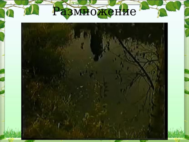 Размножение хламидомонады 