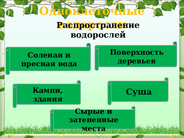 Одноклеточные водоросли Распространение водорослей Поверхность деревьев Соленая и пресная вода Суша Камни, здания Сырые и затененные места 