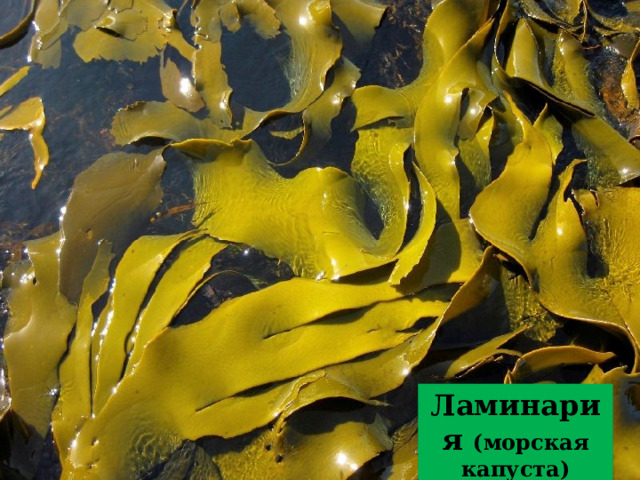 Ламинария (морская капуста) 