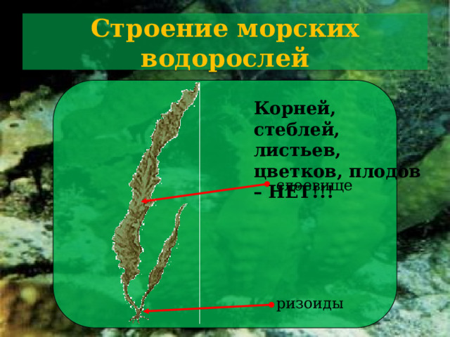 Строение морских водорослей Корней, стеблей, листьев, цветков, плодов – НЕТ!!! слоевище Давай внимательно рассмотрим строение морской водоросли. Вот ламинария. На первый взгляд, кажется, что у нее есть корни, которыми она прочно держится за камни, стебельки и длинные, слегка гофрированные листья. Однако, изучив строение этой водоросли, исследовав ее различные части под микроскопом, ученые выяснили, что у нее нет настоящих корней, стебля и листьев. Основная пластина, которую, на первый взгляд, вполне можно принять за лист,  - это слоевище. В нем нет таких сложных клеточных структур, как в настоящем листе.  Гораздо проще, чем настоящие корни, устроены и ризоиды, прочно удерживающие водоросль на грунте. Их задача - укрепить водоросль, но не всасывать воду. Зачем?! Ведь вода окружает ламинарию со всех сторон. ризоиды  24 