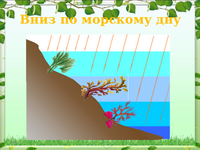 Вниз по морскому дну В клетках красных и бурых водорослей (так же, как и в зеленых) протекают процессы фотосинтеза. А это значит, что им необходим свет - одним меньше, другим больше. Солнечный свет состоит из смеси лучей разного цвета. В глубину водоемов проникают, в основном, синие и фиолетовые лучи. Лучше всего они поглощаются предметами красного цвета. Постепенно опускаясь все глубже в море, мы бы увидели, что состав подводного леса с увеличением глубины меняется.  На глубинах примерно до 30 метров встречаются зеленые водоросли.  Опускаясь еще глубже, мы видим, что в подводном царстве становится все больше удивительных бурых водорослей. На большую глубину света поступает все меньше и меньше и здесь царят красные водоросли.  В клетках красных и бурых водорослей кроме хлорофилла содержатся и другие пигменты, которые придают им различную окраску и помогают улавливать свет. 24 24 
