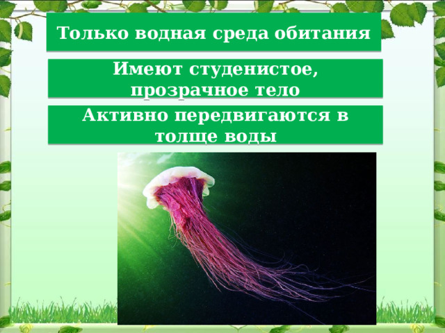 Только водная среда обитания Имеют студенистое, прозрачное тело Активно передвигаются в толще воды 