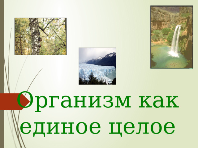 Организм как единое целое 