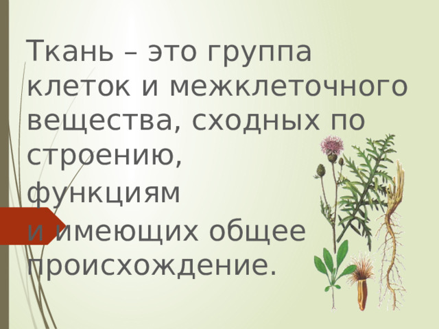 Ткань – это группа клеток и межклеточного вещества, сходных по строению, функциям и имеющих общее происхождение. 