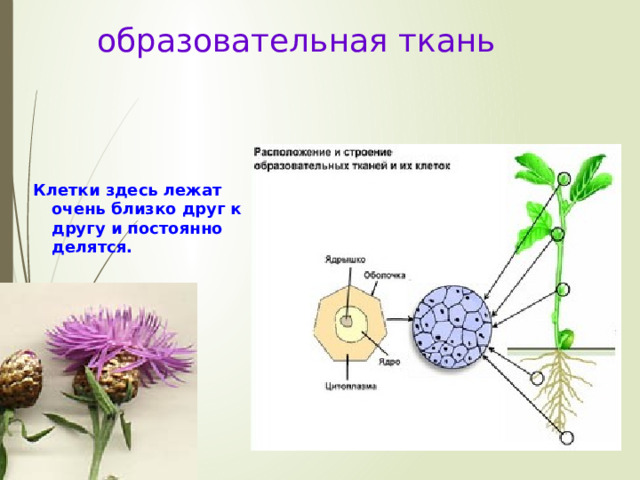 образовательная ткань  Клетки здесь лежат очень близко друг к другу и постоянно делятся.  