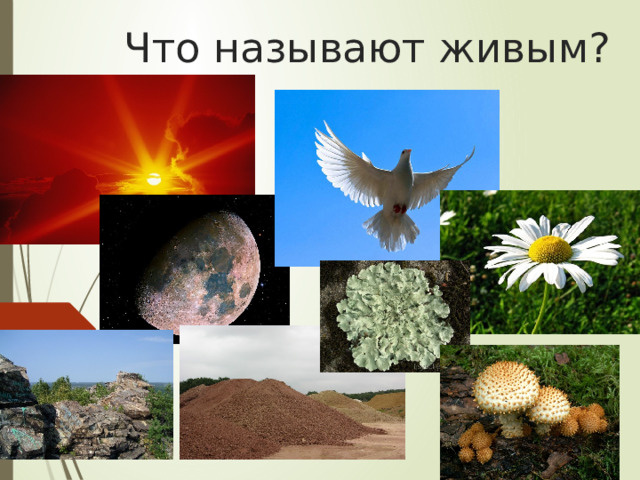 Что называют живым? 