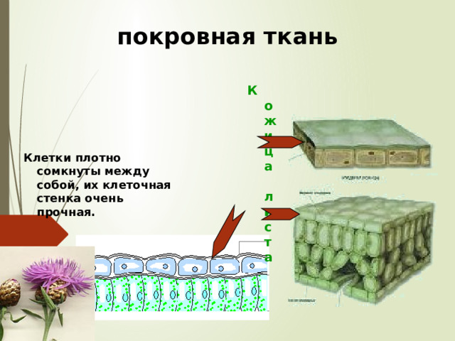 покровная ткань Кожица листа  Клетки плотно сомкнуты между собой, их клеточная стенка очень прочная.  