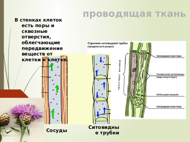 проводящая ткань В стенках клеток есть поры и сквозные отверстия, облегчающие передвижение веществ от клетки к клетке. Ситовидные трубки Сосуды 