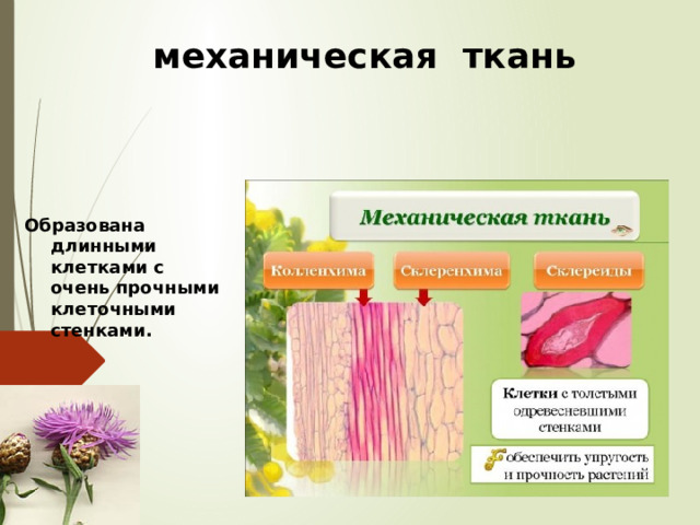 механическая ткань Образована длинными клетками с очень прочными клеточными стенками.  