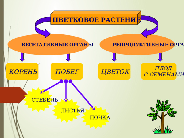 ЦВЕТКОВОЕ РАСТЕНИЕ ВЕГЕТАТИВНЫЕ ОРГАНЫ РЕПРОДУКТИВНЫЕ ОРГАНЫ ПЛОД ЦВЕТОК ПОБЕГ КОРЕНЬ С СЕМЕНАМИ СТЕБЕЛЬ ЛИСТЬЯ ПОЧКА 