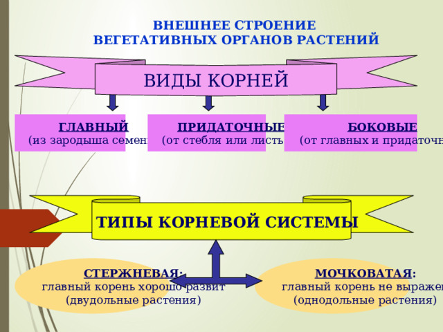 ВНЕШНЕЕ СТРОЕНИЕ ВЕГЕТАТИВНЫХ ОРГАНОВ РАСТЕНИЙ ВИДЫ КОРНЕЙ ГЛАВНЫЙ ПРИДАТОЧНЫЕ БОКОВЫЕ (от стебля или листьев) (от главных и придаточных) (из зародыша семени) ТИПЫ КОРНЕВОЙ СИСТЕМЫ СТЕРЖНЕВАЯ : МОЧКОВАТАЯ : главный корень не выражен главный корень хорошо развит (однодольные растения) (двудольные растения) 