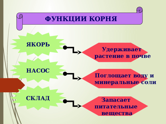 ФУНКЦИИ КОРНЯ ЯКОРЬ Удерживает растение в почве НАСОС Поглощает воду и минеральные соли СКЛАД Запасает питательные вещества 