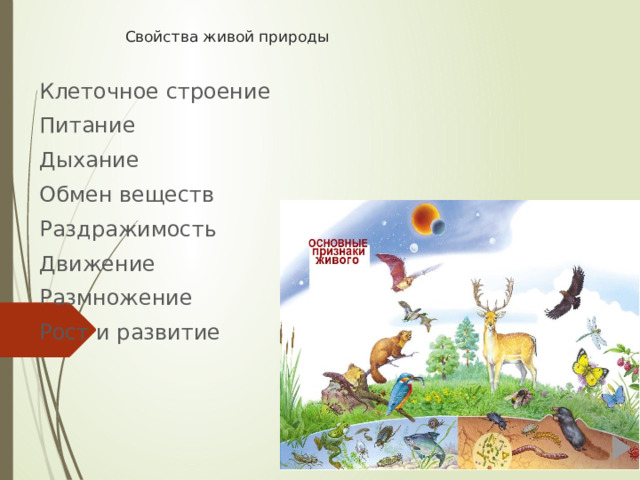 Свойства живой природы Клеточное строение Питание Дыхание Обмен веществ Раздражимость Движение Размножение Рост и развитие 