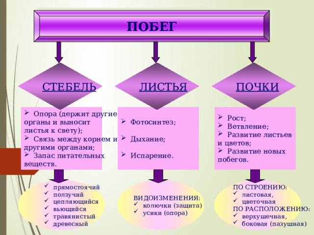 ПОБЕГ ПОЧКИ ЛИСТЬЯ СТЕБЕЛЬ  Рост;  Ветвление ;  Развитие листьев  Фотосинтез ;  Опора (держит другие и цветов ; органы и выносит листья к свету);  Дыхание;  Развитие новых побегов .  Связь между корнем и другими органами;  Испарение .  Запас питательных веществ. ВИДОИЗМЕНЕНИЯ: ПО СТРОЕНИЮ:  прямостоячий  ползучий  цепляющийся  вьющийся  травянистый  древесный  листовая,  ц веточная  колючки (защита)  усики (опора) ПО РАСПОЛОЖЕНИЮ:  верхушечная,  боковая (пазушная) 