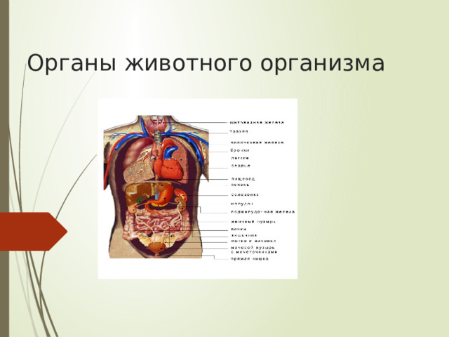 Органы животного организма 