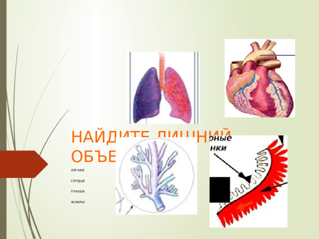 НАЙДИТЕ ЛИШНИЙ ОБЪЕКТ: : ЛЁГКИЕ  СЕРДЦЕ  ТРАХЕИ  ЖАБРЫ 