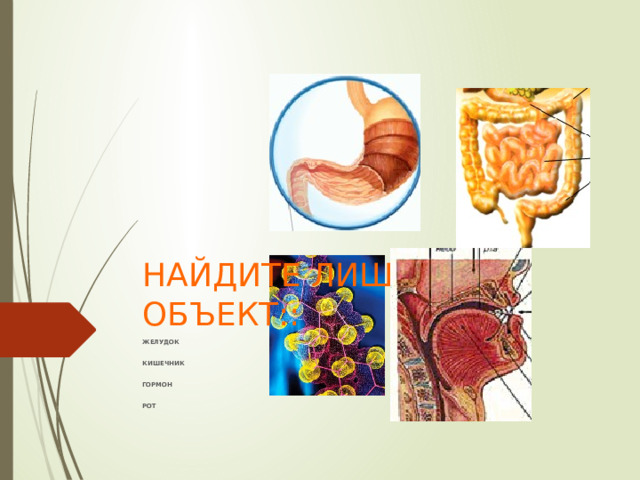НАЙДИТЕ ЛИШНИЙ ОБЪЕКТ:: ЖЕЛУДОК  КИШЕЧНИК  ГОРМОН  РОТ 