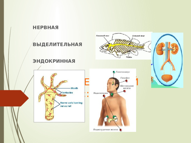 НЕРВНАЯ  ВЫДЕЛИТЕЛЬНАЯ  ЭНДОКРИННАЯ НАЙДИТЕ ЛИШНИЙ ОБЪЕКТ:: 