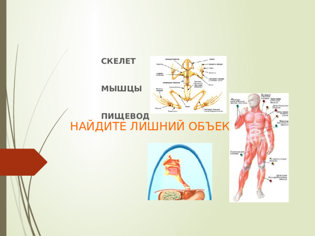СКЕЛЕТ  МЫШЦЫ  ПИЩЕВОД НАЙДИТЕ ЛИШНИЙ ОБЪЕКТ:: 
