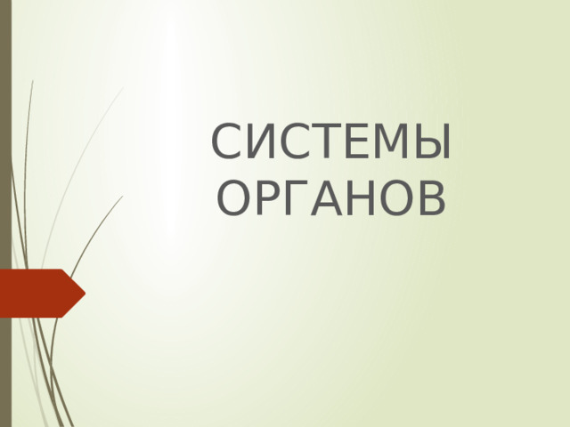 СИСТЕМЫ ОРГАНОВ 