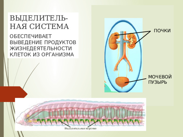 ВЫДЕЛИТЕЛЬ-НАЯ СИСТЕМА ОБЕСПЕЧИВАЕТ ВЫВЕДЕНИЕ ПРОДУКТОВ ЖИЗНЕДЕЯТЕЛЬНОСТИ КЛЕТОК ИЗ ОРГАНИЗМА ПОЧКИ МОЧЕВОЙ ПУЗЫРЬ 