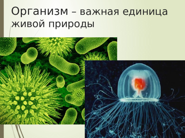 Организм – важная единица живой природы 