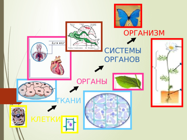 ОРГАНИЗМ СИСТЕМЫ ОРГАНОВ ОРГАНЫ ТКАНИ КЛЕТКИ 