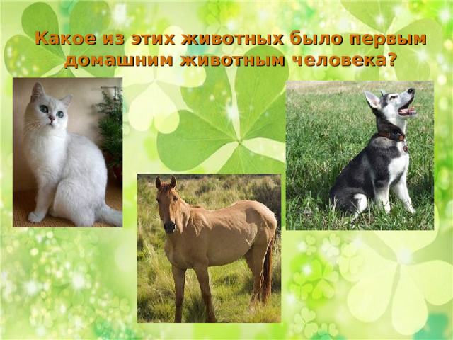 Какое из этих животных было первым домашним животным человека? 