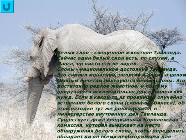 Белый слон – священное животное Таиланда. Сейчас один белый слон есть, по слухам, в Лаосе, но никто его не видел. Слоны - национальное достояние Таиланда. Это символ монархии, религии и нации в целом. Особым почетом пользуются белые слоны. Это достаточно редкое животное, и поэтому приручается исключительно для королевских нужд. Если в какой-то из провинций случайно встречают белого слона (слона-альбиноса), об этой находке тут же докладывают в министерство внутренних дел Таиланда. Существует даже специальная Королевская комиссия, которая выезжает на место обнаружения белого слона, чтобы определить, обладает ли он всеми необходимыми для королевского корпуса признаками. 