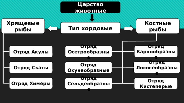 Царство животные Костные рыбы Хрящевые рыбы Тип хордовые Отряд Карпообразные Отряд Осетрообразные Отряд Акулы Отряд Лососеобразные Отряд Окунеобразные Отряд Скаты Отряд Химеры Отряд Сельдеобразные Отряд Кистеперые 