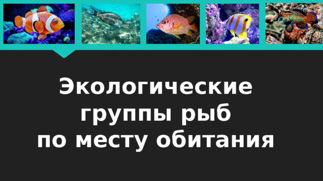 Экологические группы рыб  по месту обитания 