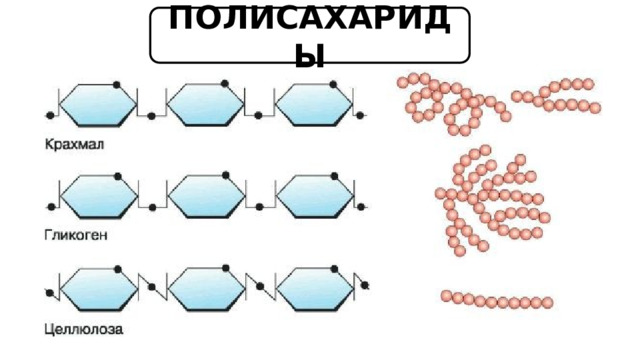 ПОЛИСАХАРИДЫ 