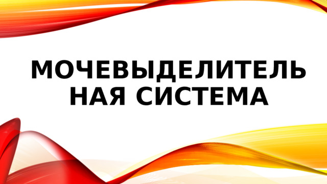 Мочевыделительная система 