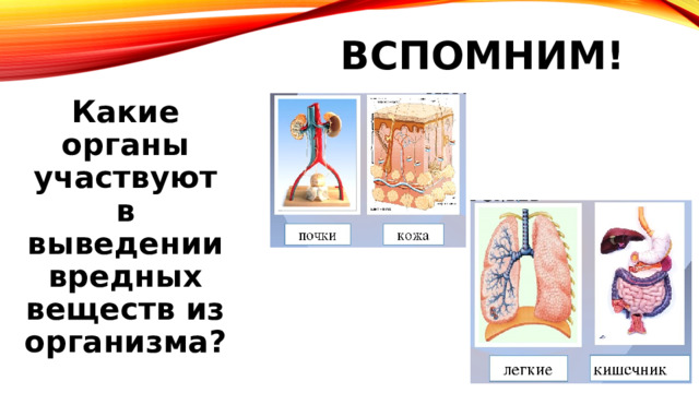 Вспомним! Какие органы участвуют в выведении вредных веществ из организма? 
