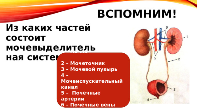 Вспомним! Из каких частей состоит мочевыделительная система? 1 – Почка 2 – Мочеточник 3 – Мочевой пузырь 4 – Мочеиспускательный канал 5 – Почечные артерии 6 – Почечные вены 