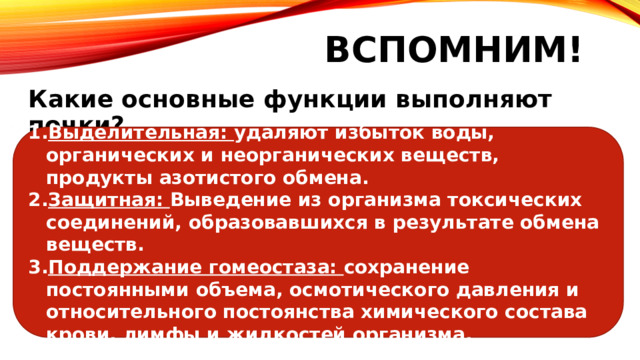 Вспомним! Какие основные функции выполняют почки? Выделительная: удаляют избыток воды, органических и неорганических веществ, продукты азотистого обмена. Защитная: Выведение из организма токсических соединений, образовавшихся в результате обмена веществ. Поддержание гомеостаза: сохранение постоянными объема, осмотического давления и относительного постоянства химического состава крови, лимфы и жидкостей организма. 