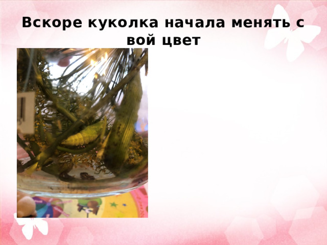 Вскоре куколка начала менять свой цвет 