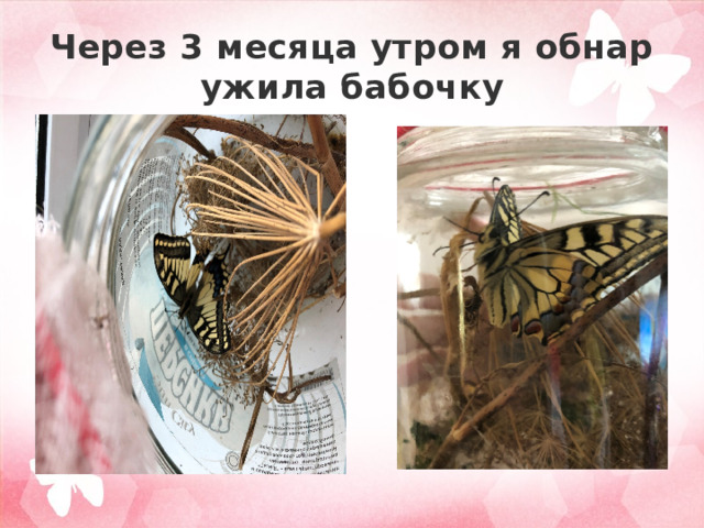 Через 3 месяца утром я обнаружила бабочку 