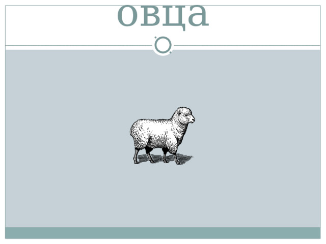 овца 