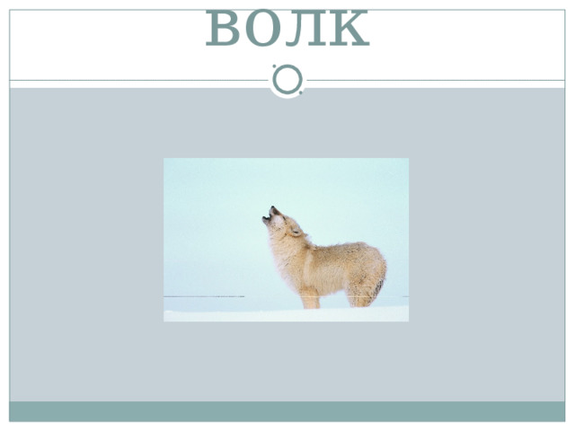 волк 