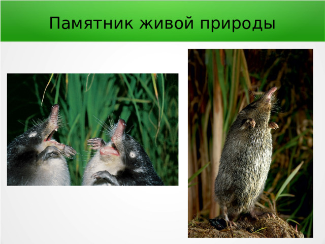 Памятник живой природы 
