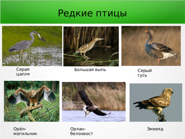 Редкие птицы Серая цапля Большая выпь Серый гусь Орёл-могильник Орлан-белохвост Змееяд 