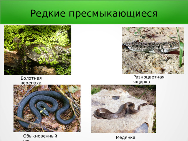 Редкие пресмыкающиеся Разноцветная ящурка Болотная черепаха Обыкновенный уж Медянка 