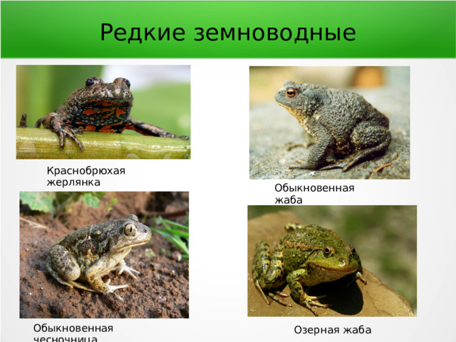 Редкие земноводные Краснобрюхая жерлянка Обыкновенная жаба Обыкновенная чесночница Озерная жаба 